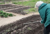 Одуванчики и сброженная трава спасут ваш урожай