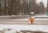 Почему нельзя гладить уличных кошек?
