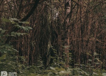Как не заблудиться в лесу? Как не заблудиться в лесу?