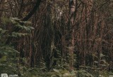 Как не заблудиться в лесу?