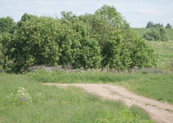 Аллерголог предупредила о смертельной опасности укусов насекомых в июле