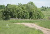 Аллерголог предупредила о смертельной опасности укусов насекомых в июле