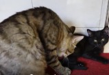 скриншот видео SHOT