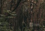 Фото Тимура Бойкова/Вологда-Поиск