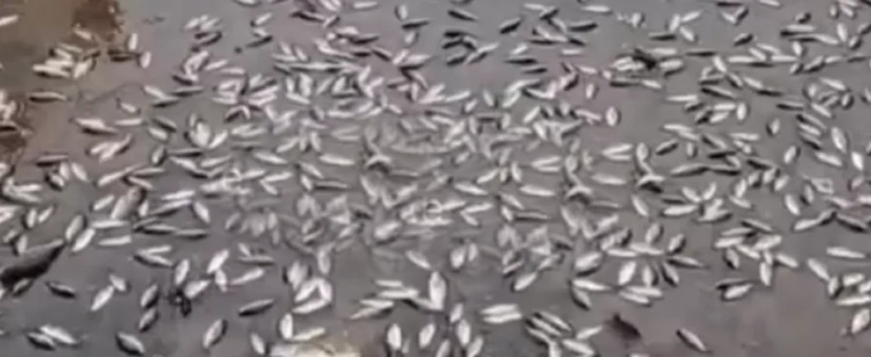 Скриншот видео