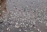 Скриншот видео
