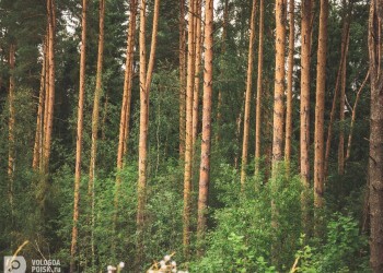 Эксперты рассказали, как не заблудиться в лесу во время похода за грибами