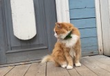 Не покладая лапки: Трудолюбивый кот Режик живет и работает в Доме актера
