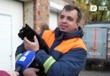 Не покладая лапок: Кот Беляш живет и работает в аварийно-спасательной службе Вологды