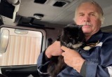 Не покладая лапок: Мужественный кот Сема живет и работает в Пожарной части № 41 в Вологде