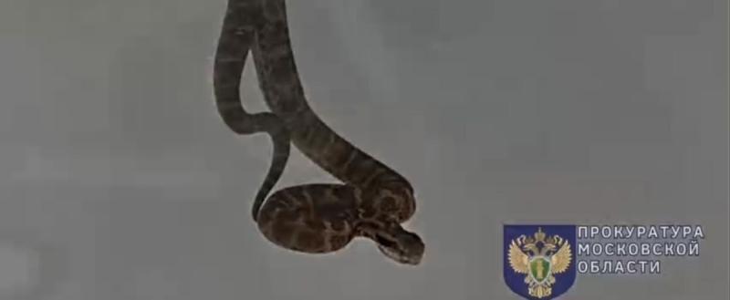 Скриншот видео Прокуратуры Московской области 