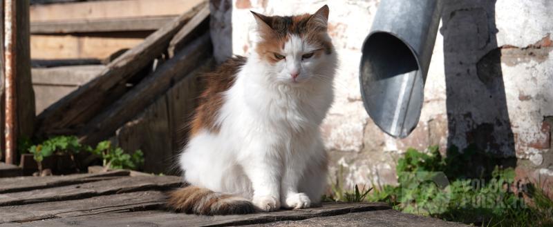 Регина Соболева / Вологда-Поиск