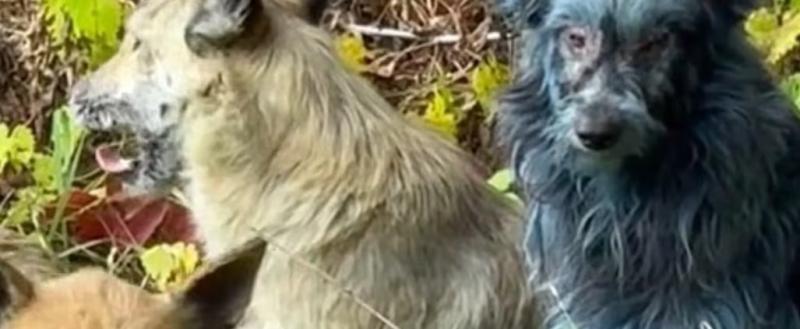 Принтскрин с видео