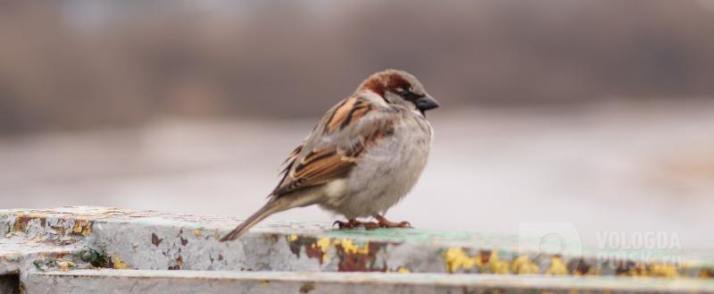 Тимур Бойков / Вологда-Поиск