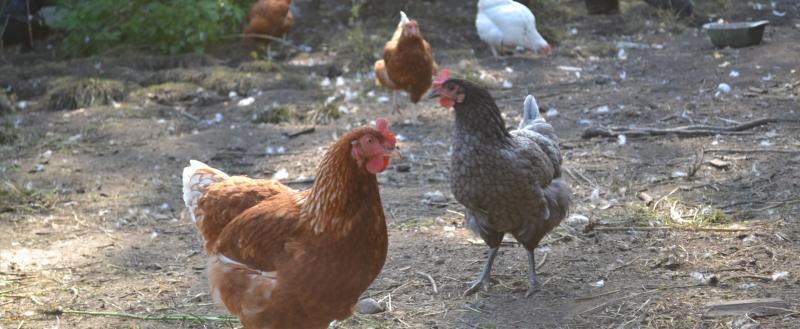 Фото: «Вологда-поиск»