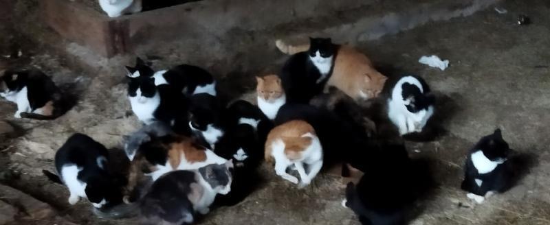 В Грязовецком округе неизвестные оставили умирать три десятка кошек на заброшенной ферме