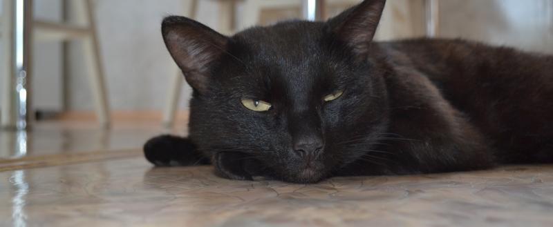 Фото: «Вологда-поиск»