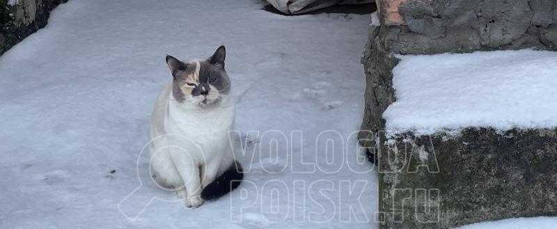 Фото Тимура Бойкова/Вологда-Поиск