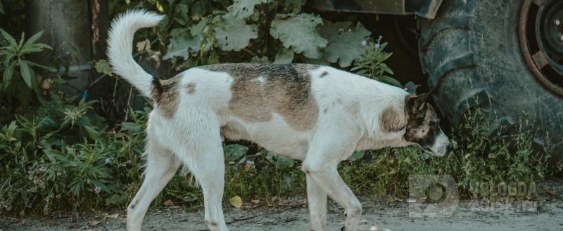 Вологда-Поиск