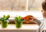 Огород на подоконнике: свежая зелень круглый год