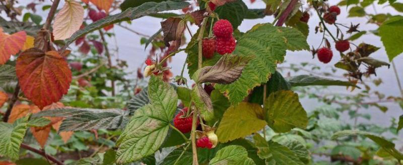 Вячеслав Панов ТГ