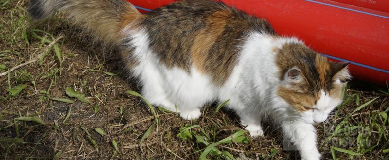 Никита Трушков / Вологда-Поиск