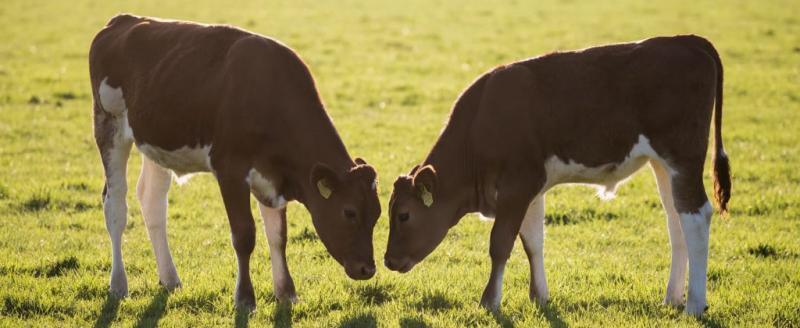 сгенерировано нейросетью Алиса