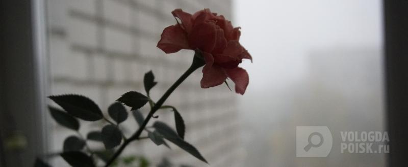 Фото: Вологда-поиск