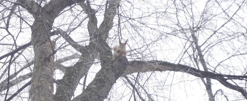 Фото Тимура Бойкова/Вологда-Поиск