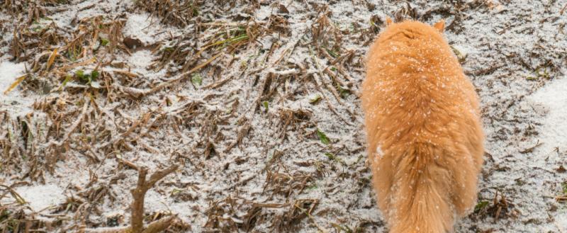 Тимур Бойков, Vologda-poisk.ru