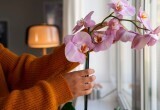 Не выбрасывайте кухонные отходы: полейте этим орхидею — и она будет выпускать цветы даже зимой
