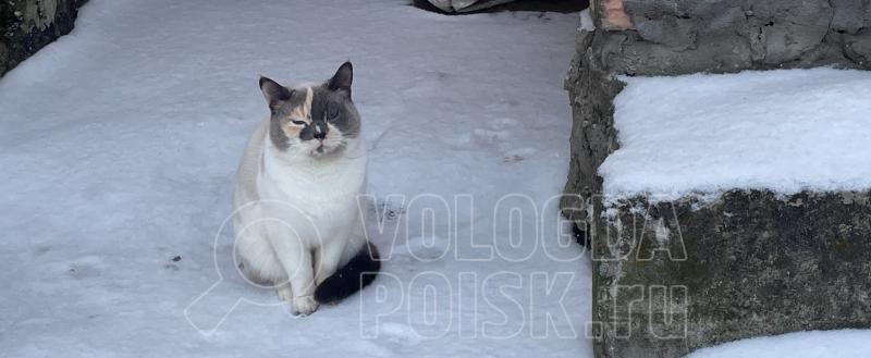 Фото Тимура Бойкова/Вологда-Поиск