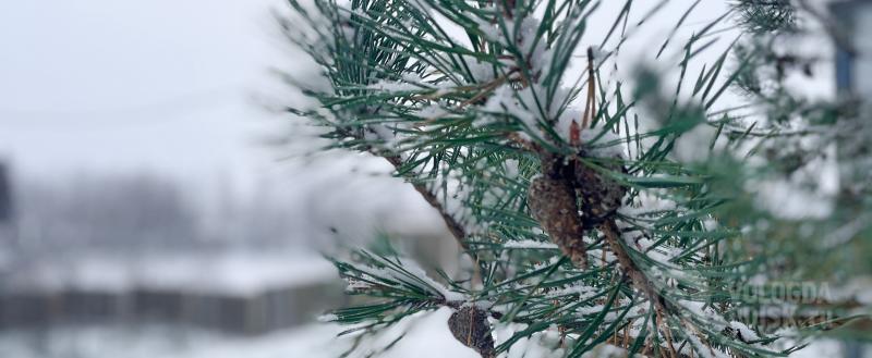 Вологда-Поиск