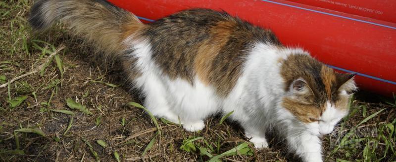 Никита Трушков / Вологда-Поиск