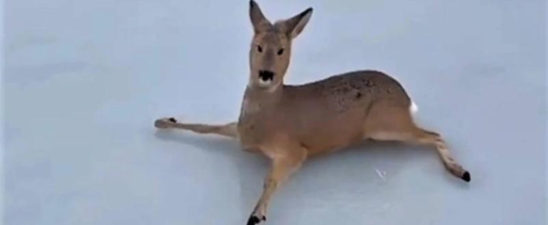 Больше 300 косуль спасали из ледового плена