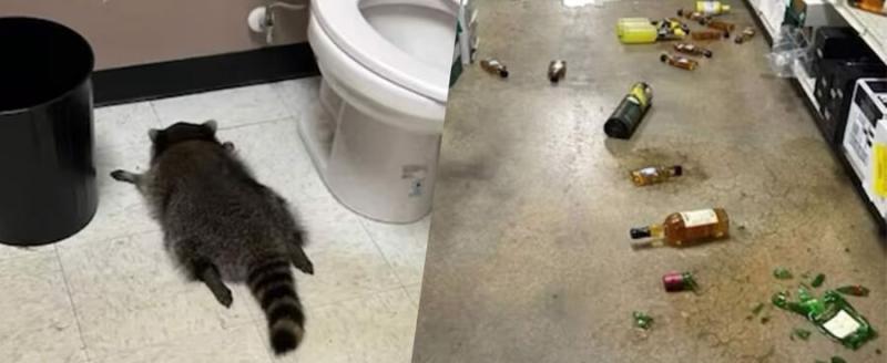 Hanover County Animal Protection and Shelter