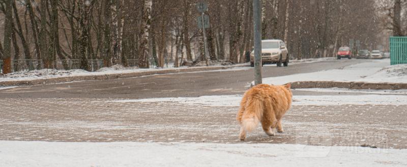 Вологда-Поиск