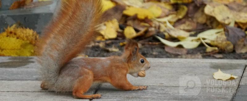 Вологда-поиск