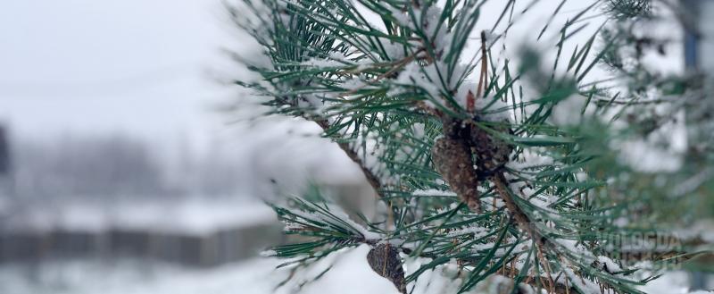 Вологда-Поиск