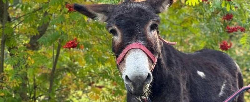 Фото из телеграм-канала Светланы Акуловой