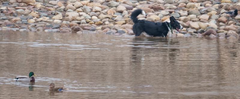 Тимур Бойков, Vologda-poisk.ru