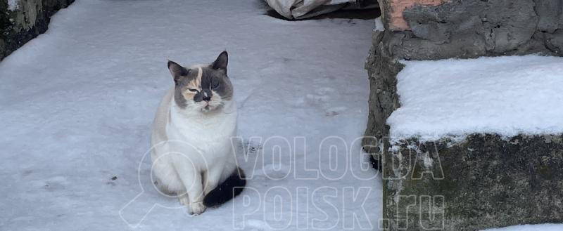 Фото Тимура Бойкова/Вологда-Поиск