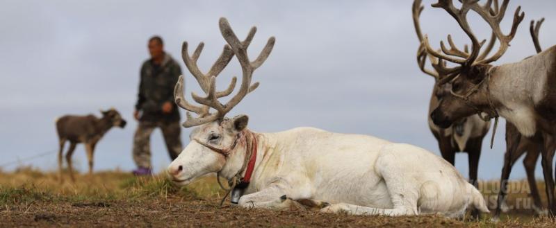 Фото: Вологда-поиск