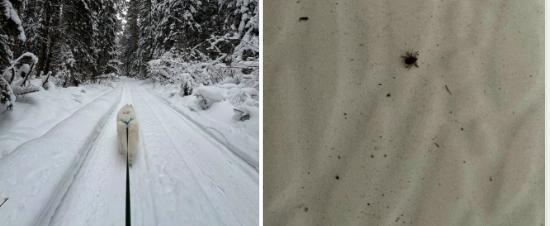 Череповчанка обнаружила на себе клеща после прогулки в январском морозном лесу