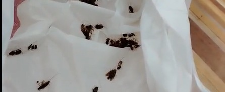 Принтскрин с видео