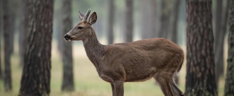 сгенерировано нейросетью Алиса
