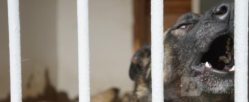 Фото: Вологда-поиск