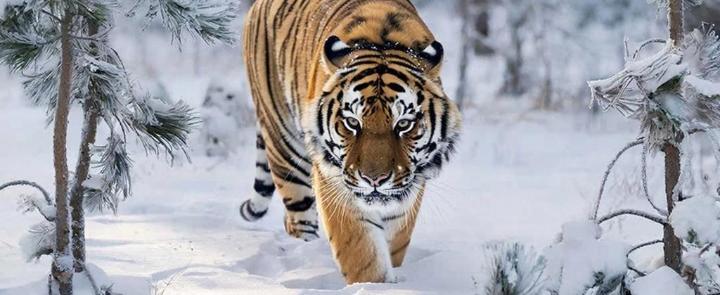 изображение сгенерировано ИИ 