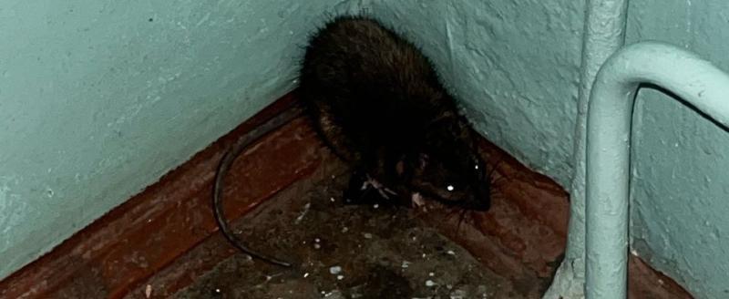 Жители дома на Панкратова, 82 в Вологде боятся выходить в подъезды из-за нашествия крыс