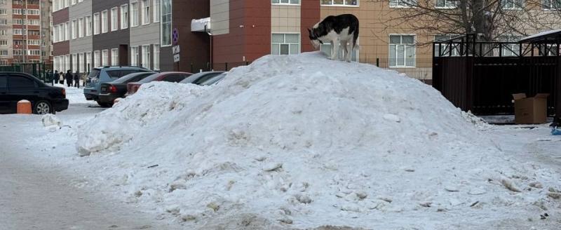 Фото - тг-канал главы региона